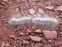 Processional caterpillars